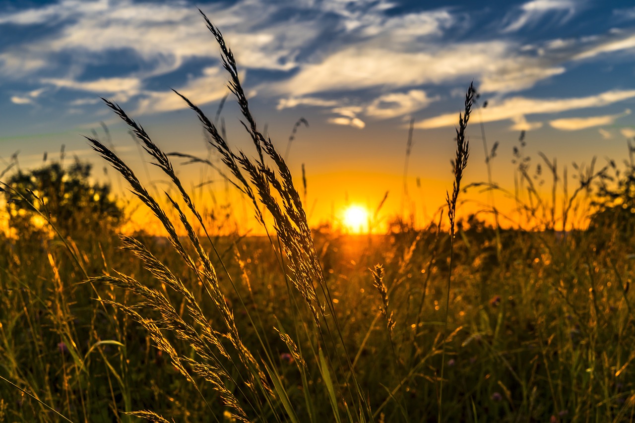 Best MBA Programs in Agribusiness
